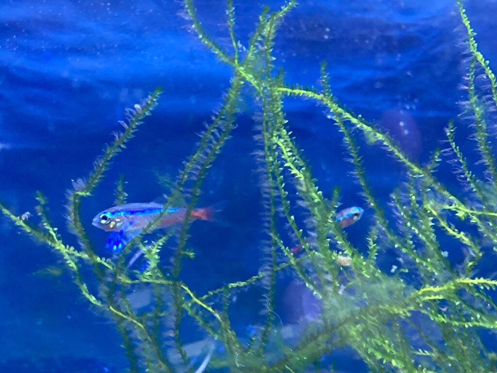 久々の熱帯魚