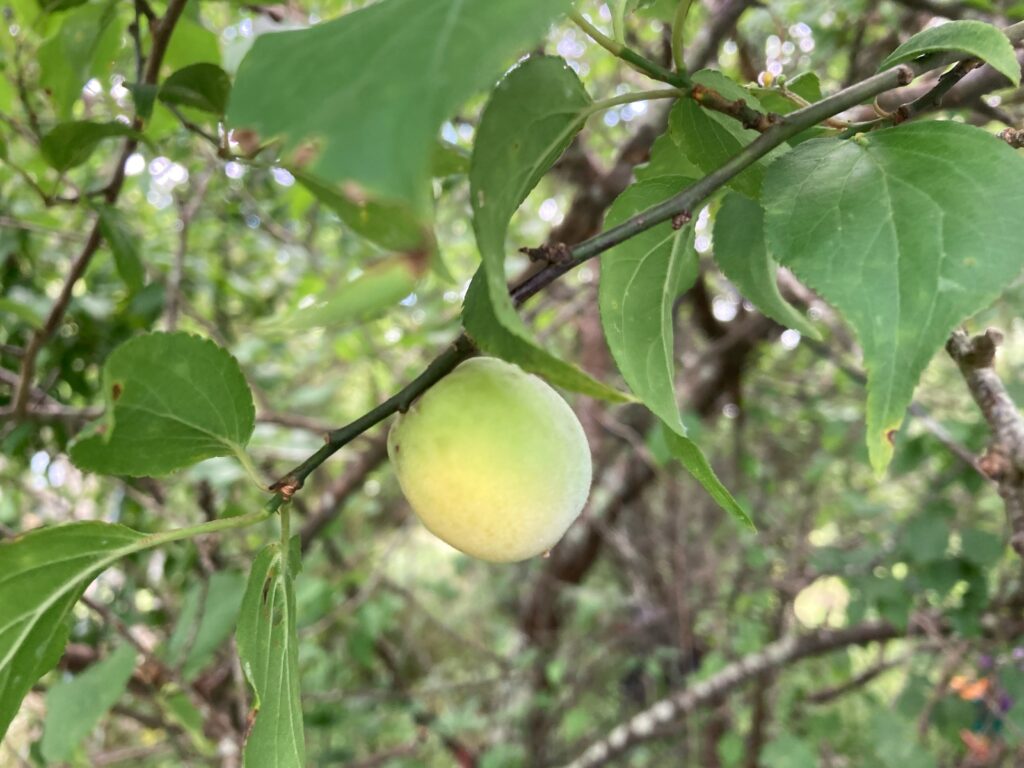 「食の安全保障」